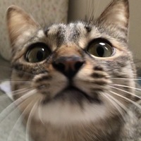 はな