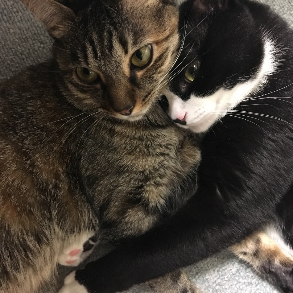 はなのカバー写真