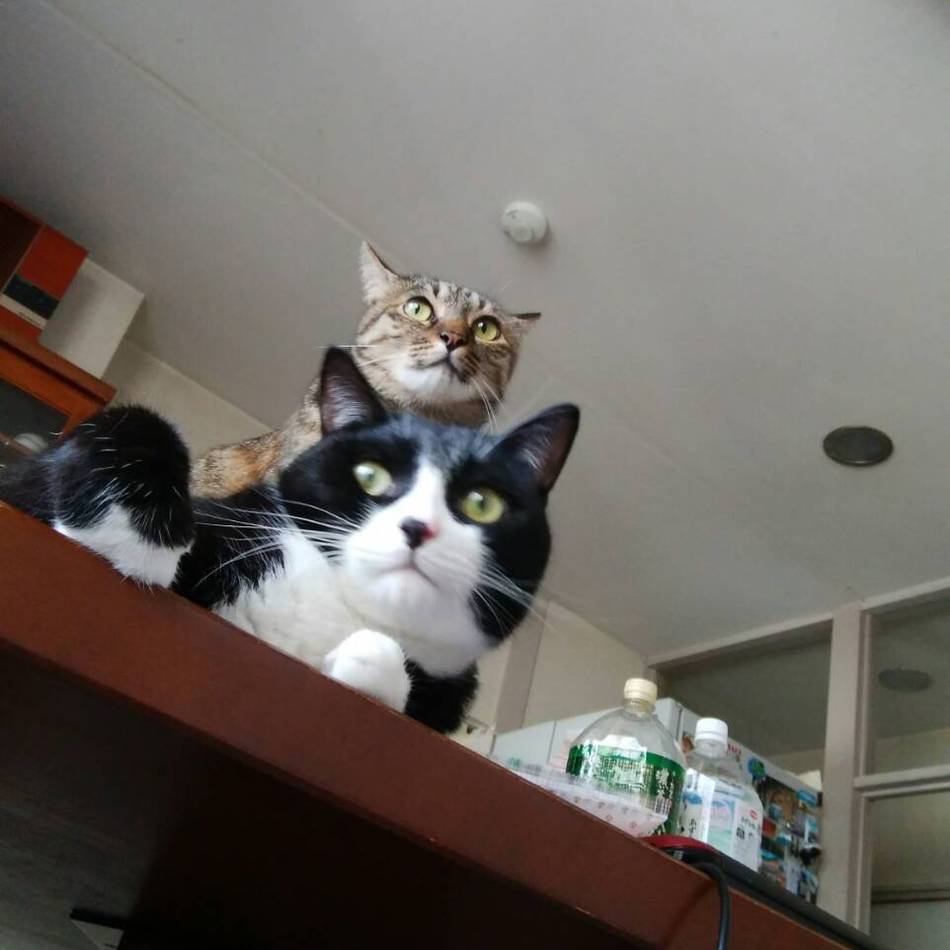 フィガロのカバー写真