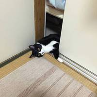 フィガロ