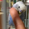 たま〜〜にカキカキさせてくれます。幼鳥さんならではですね