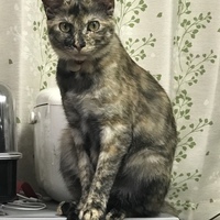嬉々