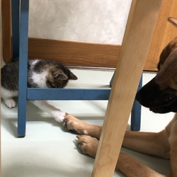 糸と子猫