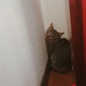 庭に来た子猫の里親募集