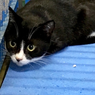 期限超過／キレイな顔立ち女の子黒白ハチワレ成猫