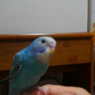 私のセキセイインコ可愛がっていただけますか。