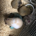 ※随時更新※キンクマ×黒白ハムの子供
