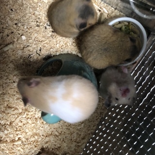 ※随時更新※キンクマ×黒白ハムの子供