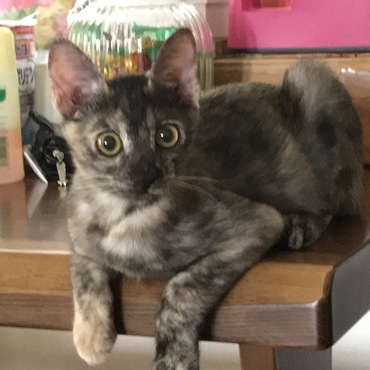 グラの写真