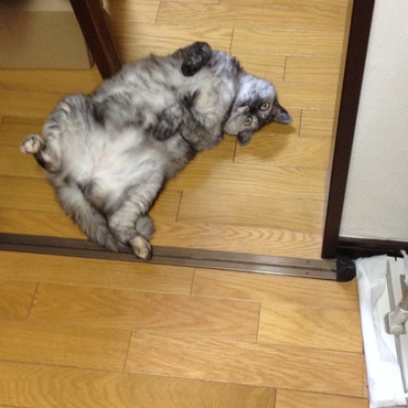 ご飯強請る時のポーズ