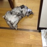 ご飯強請る時のポーズ