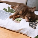 急遽里親募集です、よろしくお願いします