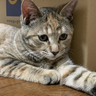 愛知、津島市。♀サビちゃん♪