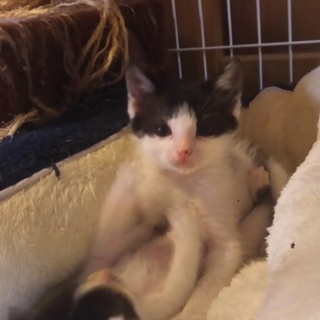 人慣れ抜群の兄と小さな小さな妹