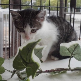 11-D キジ白　オス　８週齡