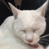ちもき