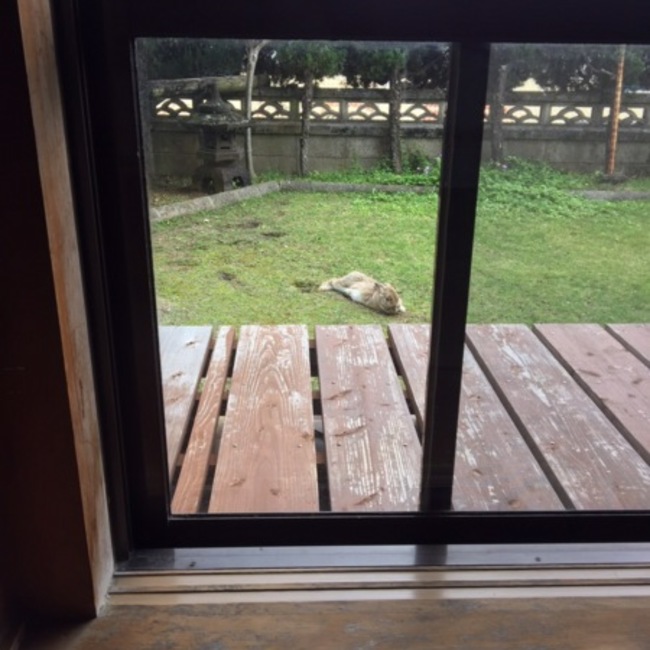 にらい0517のカバー写真