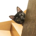 【募集停止】寂しがりやで遊び好きなピノちゃん