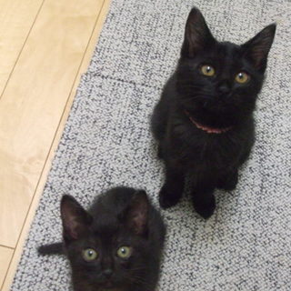 甘えっ子の黒猫ちゃん！！