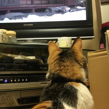 岩合さんの番組をみる真剣なみむちゃん  