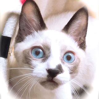 人馴れOK♪約6ヶ月半 3兄妹シャムmix その1