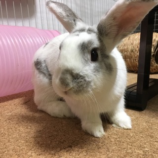 【決定！】プロペラお耳のルノくん1才