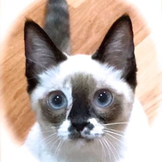 人馴れOK♪約6ヶ月半 3兄妹シャムmix その2