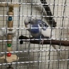 セキセイインコ  兄弟 二羽 同時引き取り サムネイル3