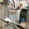 セキセイインコ  兄弟 二羽 同時引き取り サムネイル4