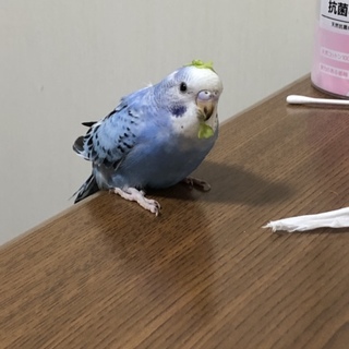 セキセイインコ  兄弟 二羽 同時引き取り