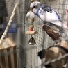 セキセイインコ  兄弟 二羽 同時引き取り サムネイル5