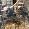 セキセイインコ  兄弟 二羽 同時引き取り サムネイル6