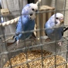 セキセイインコ  兄弟 二羽 同時引き取り サムネイル7