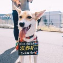沖縄出身、猫OKじろちゃん3歳♂