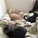 成猫   即引き取り可能な方