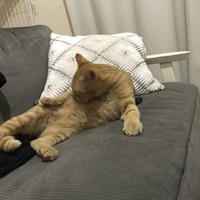 茶トラ