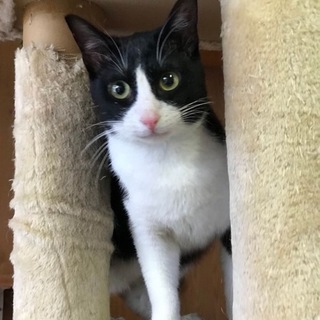 黒白ハチワレくん（№30）