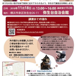 ねこの譲渡会☆横浜市泉区☆