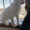 白の子猫里親募集。今日明日で引き取ってくれる方優遇
