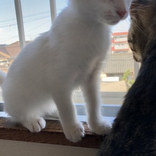 白の子猫里親募集。今日明日で引き取ってくれる方優遇