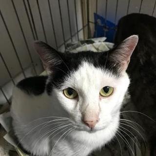 黒白ちゃん（№29）