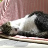 猫はやっぱりこたつがお好き