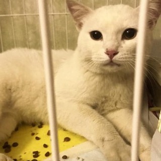 白玉、里親さま決定！ありがとうございました♡