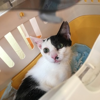 白黒の女の子❤️5ヵ月