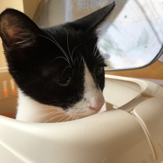 ハチワレ女の子❤️5ヶ月