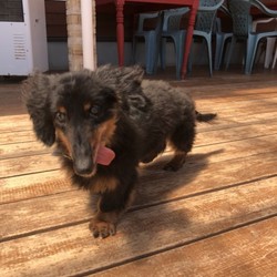 犬猫合同譲渡会 サムネイル1