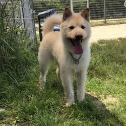 犬猫合同譲渡会 サムネイル2