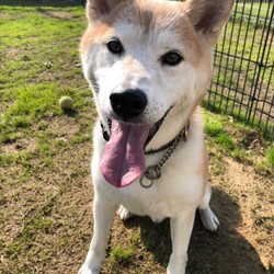 犬猫合同譲渡会 サムネイル3