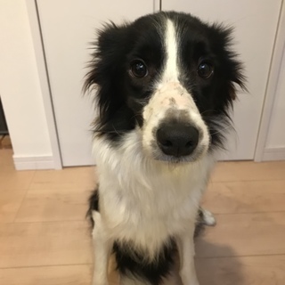 ボーダーコリー ４歳 メス