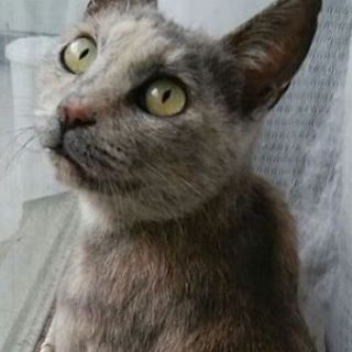 あけび、里親さま決定！ありがとうございました♡